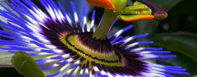 Passionsblumenöl (Passiflora incarnata)